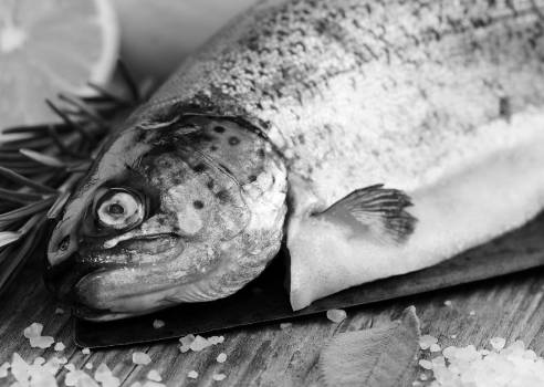 Fischerei Brauer, Rade