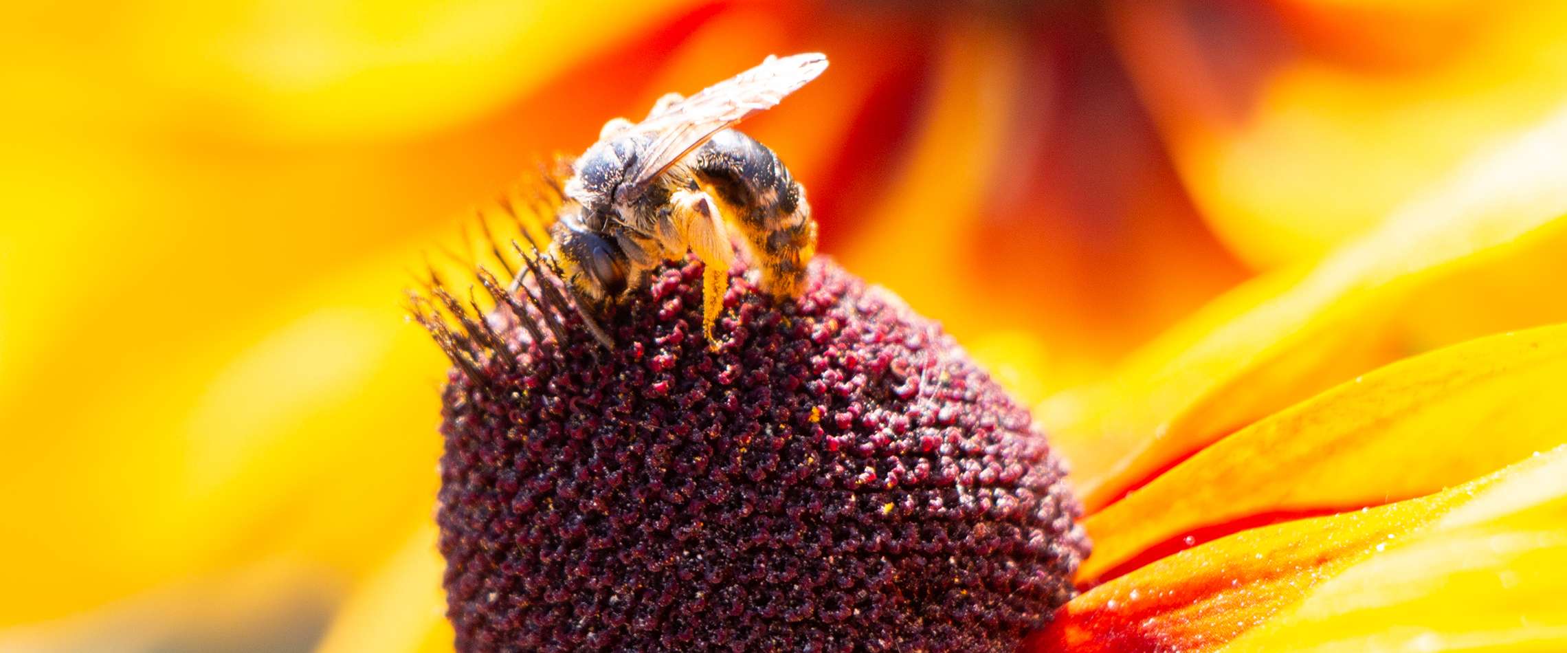 #7 Bienengemäß Imkern
