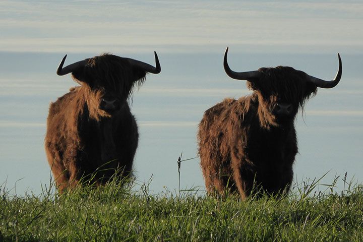 Bunde Wischen