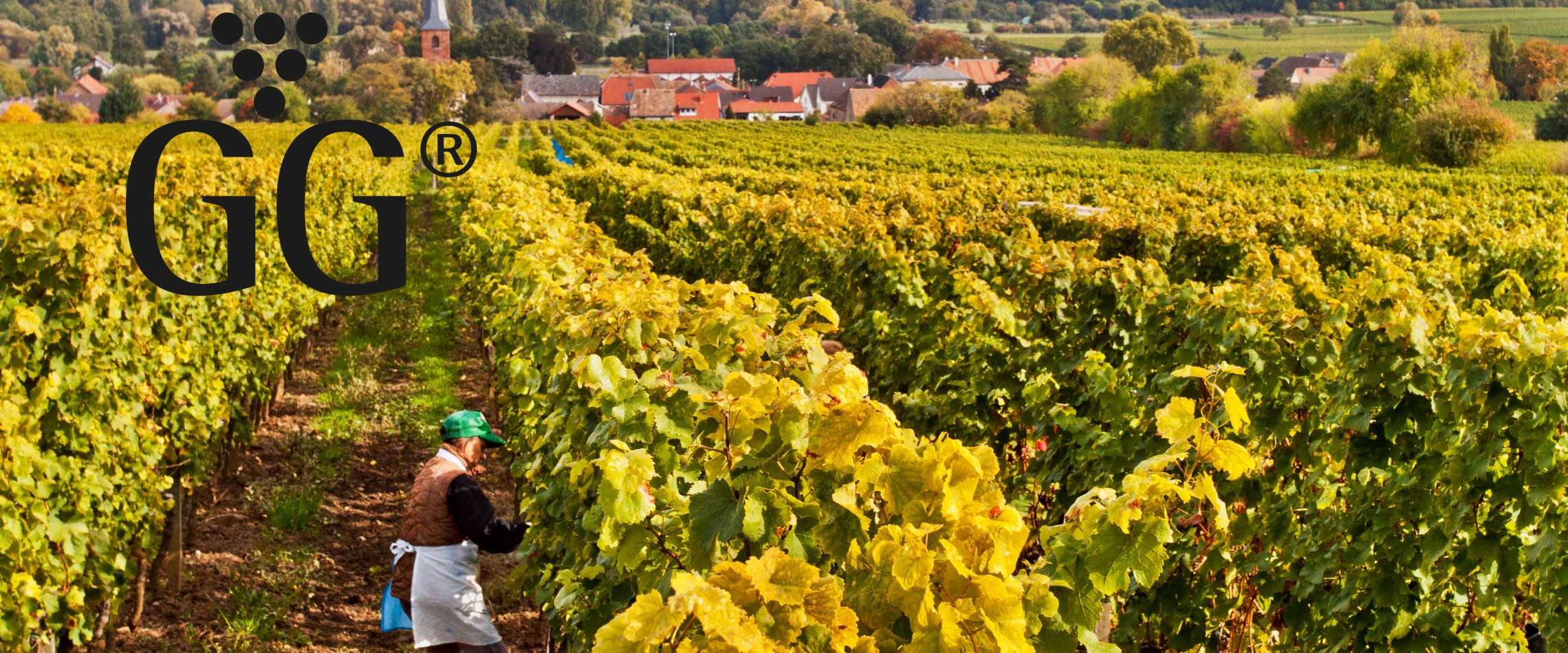 Wein