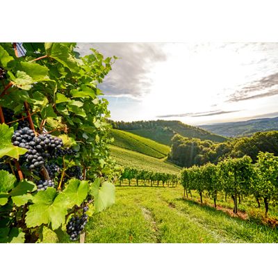 Wein 1